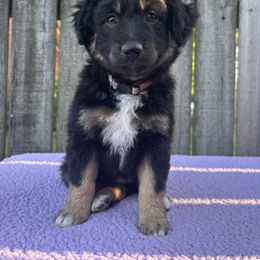 Miniature American Shepherd, Miniature Australian Shepherd, and Toy Australian Shepherd Puppies from Goading Glee Glade