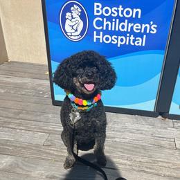 Poodle Puppies from KC Poodles of PA