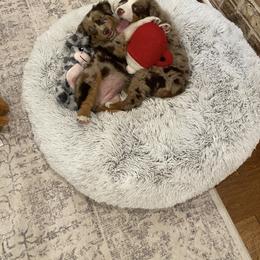 Australian Shepherd Puppies from Shaina’s Shepherds