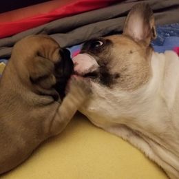 French Bulldogs from Lily's Frenchies
