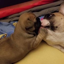 French Bulldogs from Lily's Frenchies