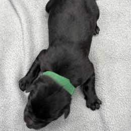 Boy2-green - Black male German Shepherd puppy in Sharon Grove, Kentucky from Julie’s Shepherds