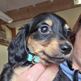 Lizbeth's teal collar black and cream longhair boy - Black and cream male Dachshund puppy in Caldwell, Idaho from Dozendachs