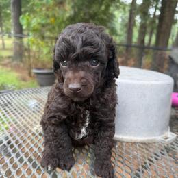 Personality - Parti male Poodle puppy in Florence County, South Carolina from Modern Family Standards