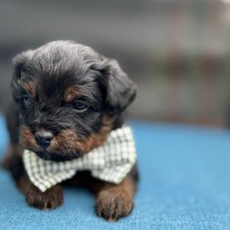 Peanut - Gold sable male Havapoo puppy in Loveland, Colorado from Littledoodles2love