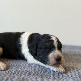 Black White Parti - Parti female Goldendoodle puppy in Hobbs, New Mexico from Goldie Locks Golden Retrievers & Doodles