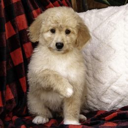 Purple Collar Girl - Cream Assorted Doodle Crosses puppy in Hebron, Indiana from Duneland Doodles