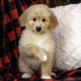 Purple Collar Girl - Cream Assorted Doodle Crosses puppy in Hebron, Indiana from Duneland Doodles