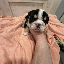 Bulldog Puppies from Bulldog's 4 Brothers