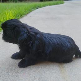Shih Tzu Puppies from AKC Shih Tzu Champion Line Puppies