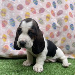 Cinderella - Black brown and white female Basset Hound puppy in Remington, Virginia from Lotus Rose Basset hounds