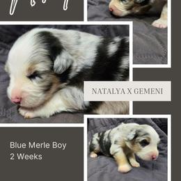 Nikolia - Blue merle male Australian Shepherd puppy in Abilene, Texas from S&K Aussies N' Rotties