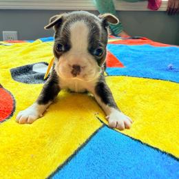 Walker - Red male Boston Terrier puppy in Kentucky from Graceful Paws