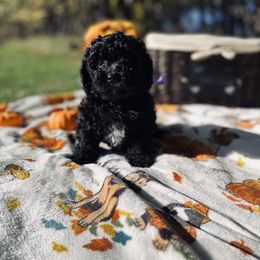 Maltipoo Puppies from Awwws&Pawws