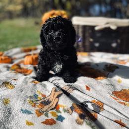 Maltipoo Puppies from Awwws&Pawws