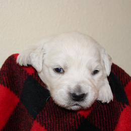 Girl 3 - Light golden female Golden Retriever puppy in Chehalis, Washington from Tradition Golden Retrievers