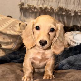 Butters READY TO GO - Cream male Dachshund puppy in Hornbeck, Louisiana from A&Z Mini Dachshunds
