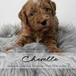 CHEVELLE- Hot pink collar - Red  female Goldendoodle puppy in Watertown, New York from True Friend Doodles
