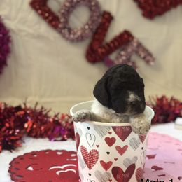 Poodle Puppies from Wild Orchid Poodles