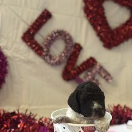 Poodle Puppies from Wild Orchid Poodles