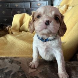 Angel - Blenheim male Cavalier King Charles Spaniel puppy in Bullhead City, Arizona from Country Candy Cavaliers