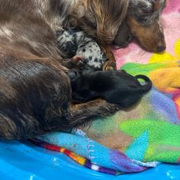 Dachshund puppies from D & F Doxies