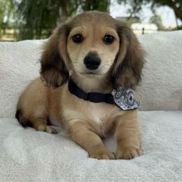 Coppertone - Cream male Dachshund puppy in Ontario, Oregon from Get A Long Little Doggie