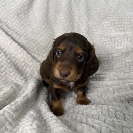 Beans - Chocolate and tan male Dachshund puppy in Blackfoot, Idaho from 208 Weenies