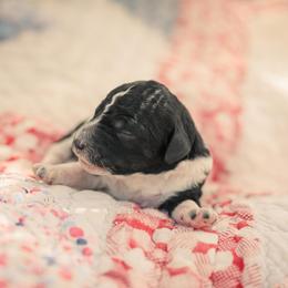 Poodle Puppies from Setting the Standard Poodles