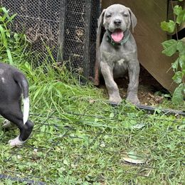 Shawn - Blue brindle male Great Dane puppy in Gastonia, North Carolina from Stonebrook Gentle Giants