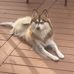 Coco - Pomsky