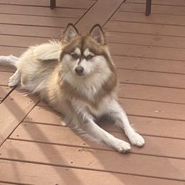 Coco - Pomsky