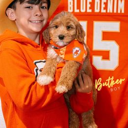 Butler - Red male Australian Labradoodle puppy in Valley Springs, California from Blue Denim Doodles