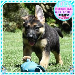 BLUEY TOO CUTE - Black and tan female German Shepherd puppy in Murrieta, California from Diamond Oaks German Shepherds