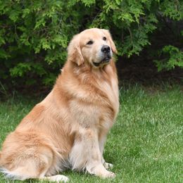 Kane - Golden Retriever