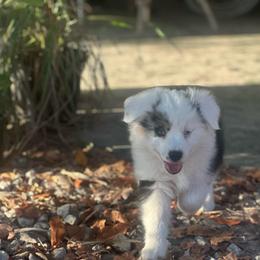Mystery Saja - Blue merle male Miniature Australian Shepherd puppy in Interlachen, Florida from Lucky Bones Miniature Australian Shepherds