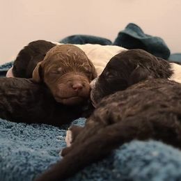 Poodles from Hemley's Oodles of Poodles