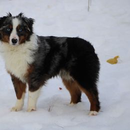 Australian Shepherd, Miniature Australian Shepherd, and Toy Australian Shepherd Puppies from LongMile Aussies
