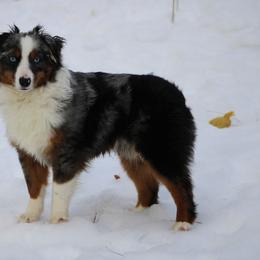 Australian Shepherd, Miniature Australian Shepherd, and Toy Australian Shepherd Puppies from LongMile Aussies