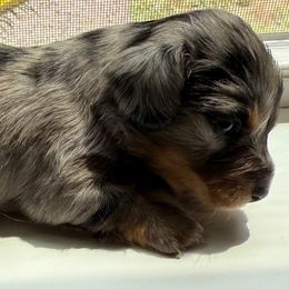 Twighlight - Dapple female Dachshund puppy in Palestine, Texas from Doxie Den🐾