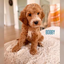 Bobby - Apricot male Goldendoodle puppy in Glendale, Arizona from Follow Your Bliss Doodles