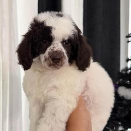 Orion - Parti male Poodle puppy in Lathrop, California from Stellar Poodles
