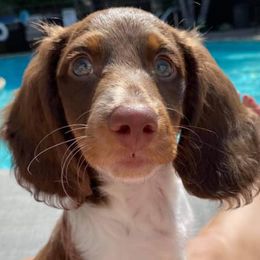 Dachshunds from Vibrant Dachshunds