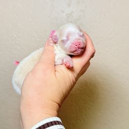 Bonito - Cream male Pomeranian puppy in Phoenix, Arizona from Luxpomz