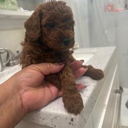 Green Collar - Red  male Poodle puppy in Anaheim, California from SoCal Toy Poodles