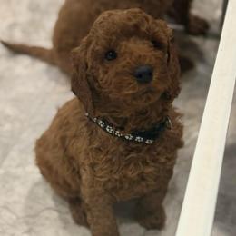 Black Collar - Red  male Poodle puppy in Orange, Connecticut from Shamrock’s Poodles