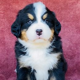 Maroon Collar Male - Black rust and white male Bernese Mountain Dog puppy in Bristol, Tennessee from Holston Hollow Farm