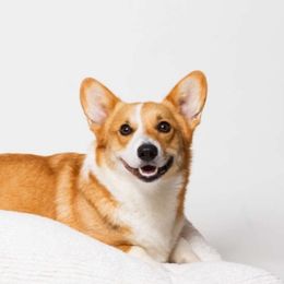 Pembroke Welsh Corgis from Braidwood Corgis