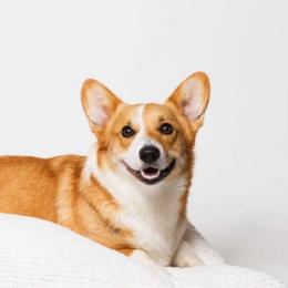 Pembroke Welsh Corgis from Braidwood Corgis