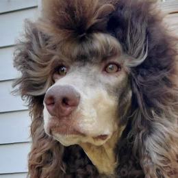Primrose - Poodle